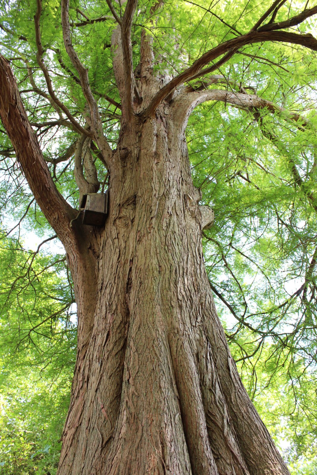 Southeast Native Plants