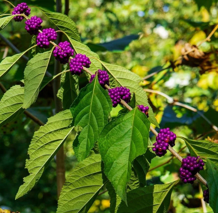 American Beautyberry | Callicarpa americana