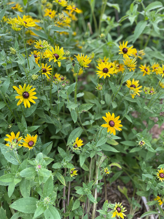 Black-Eyed Susan | Rudbeckia hirta