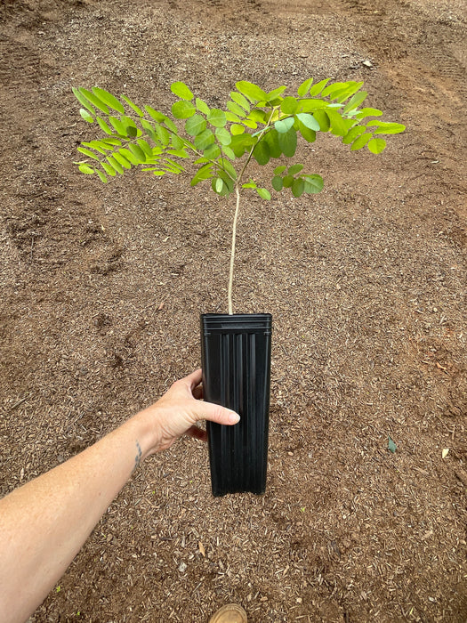 "Nyirsegi" Shipmast Black Locust