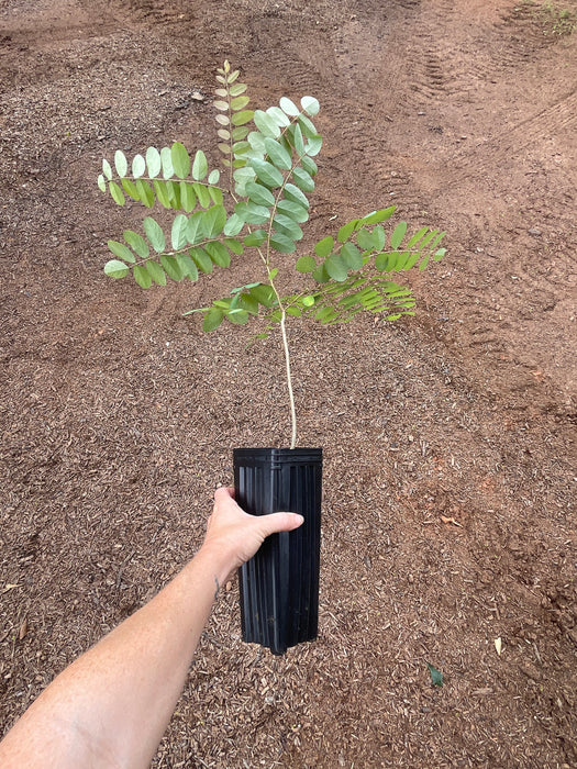 "Nyirsegi" Shipmast Black Locust
