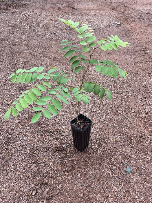"Nyirsegi" Shipmast Black Locust