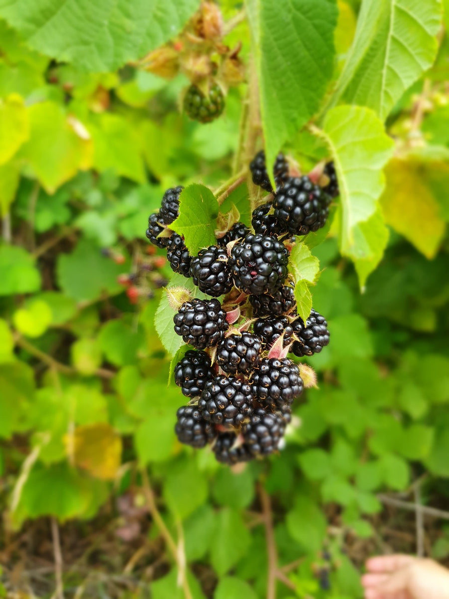 Triple Crown Blackberry — New Earth Nursery