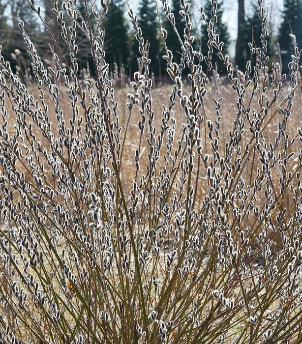 Black Cat Pussy Willow | Salix chaenomeloides