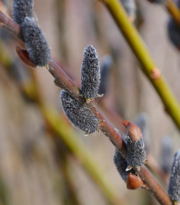 Black Cat Pussy Willow | Salix chaenomeloides