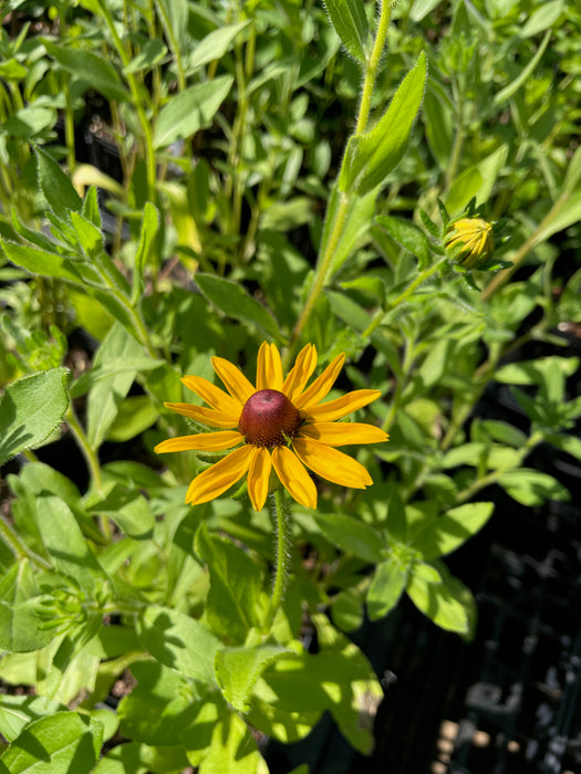 Black-Eyed Susan | Rudbeckia hirta
