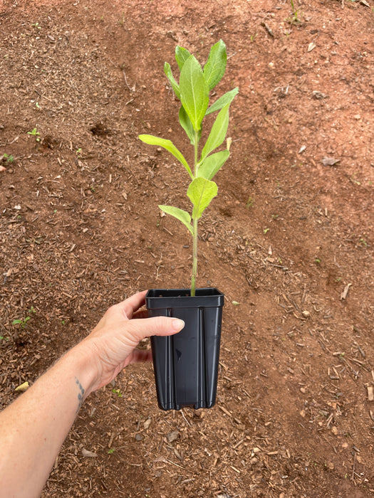 Black-Eyed Susan | Rudbeckia hirta
