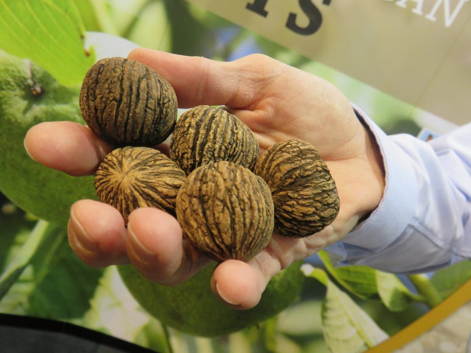 Black Walnut Tree | Juglans nigra