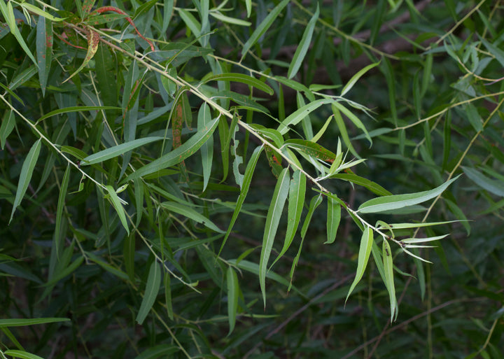 Black Willow | Salix nigra