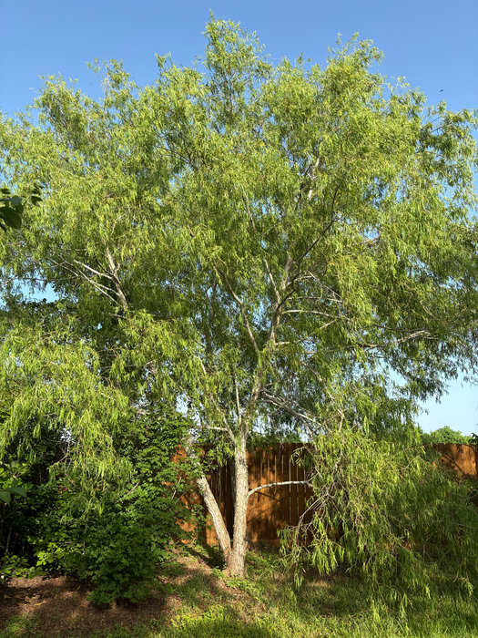 Black Willow | Salix nigra