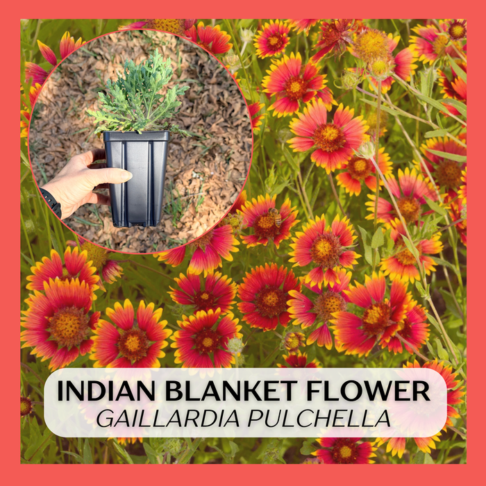 Indian Blanket Flower | Gaillardia pulchella