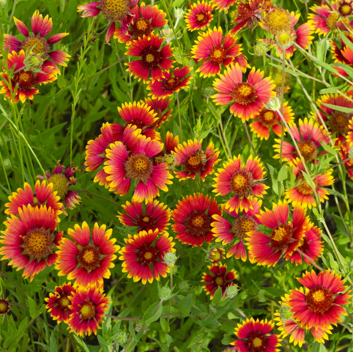 Indian Blanket Flower | Gaillardia pulchella