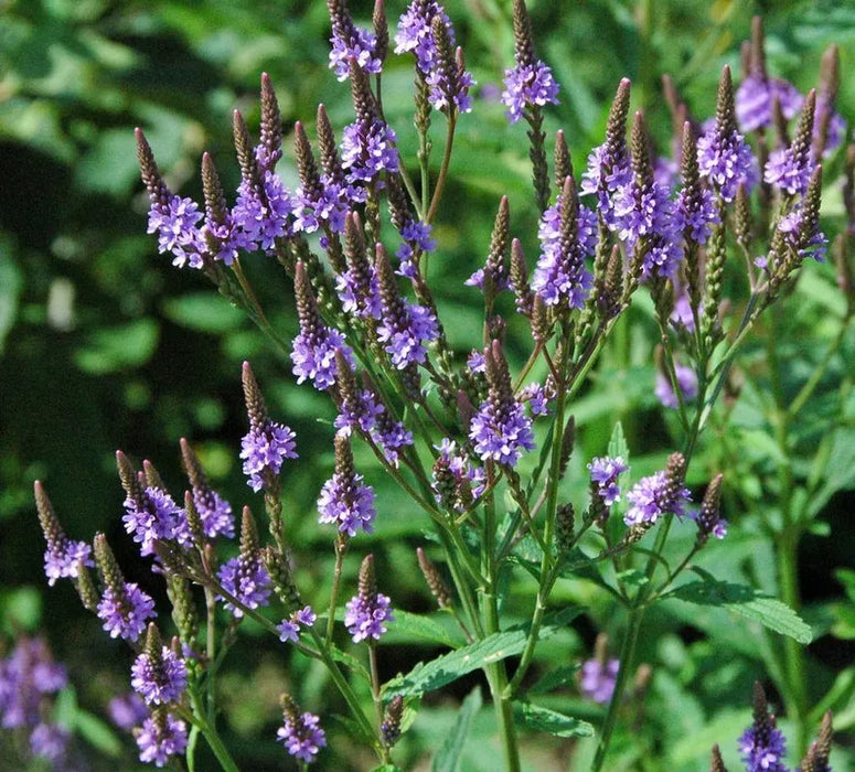 Blue Vervain | Verbena hastata