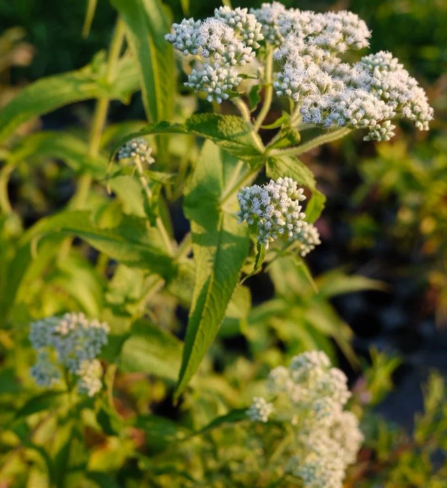 Boneset