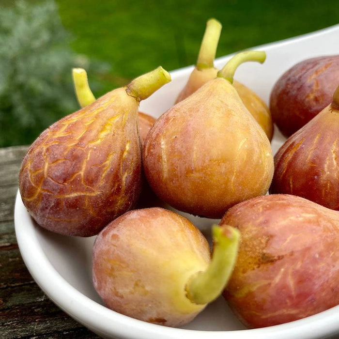 Celeste Fig