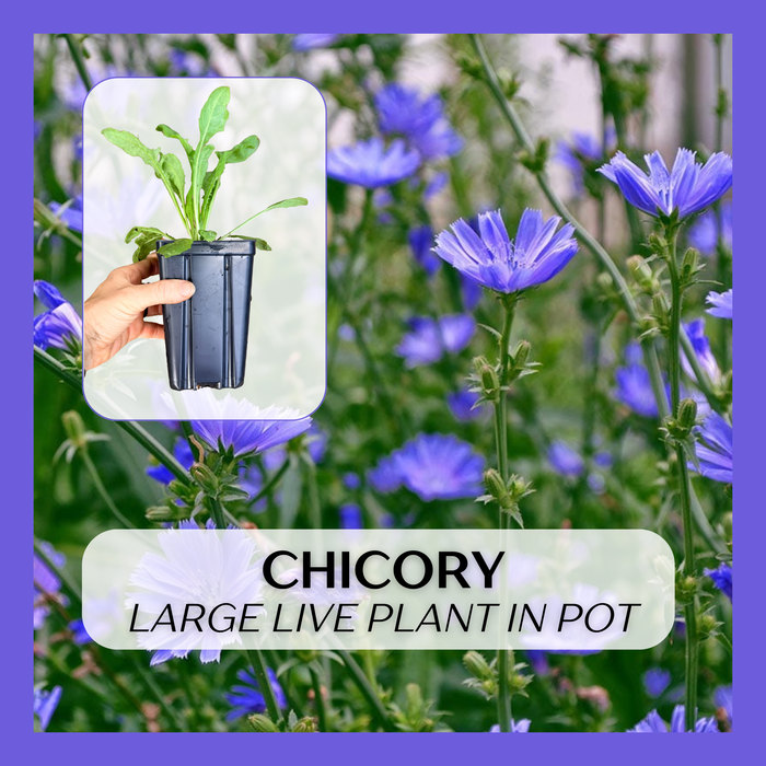 Chicory | Cichorium intybus