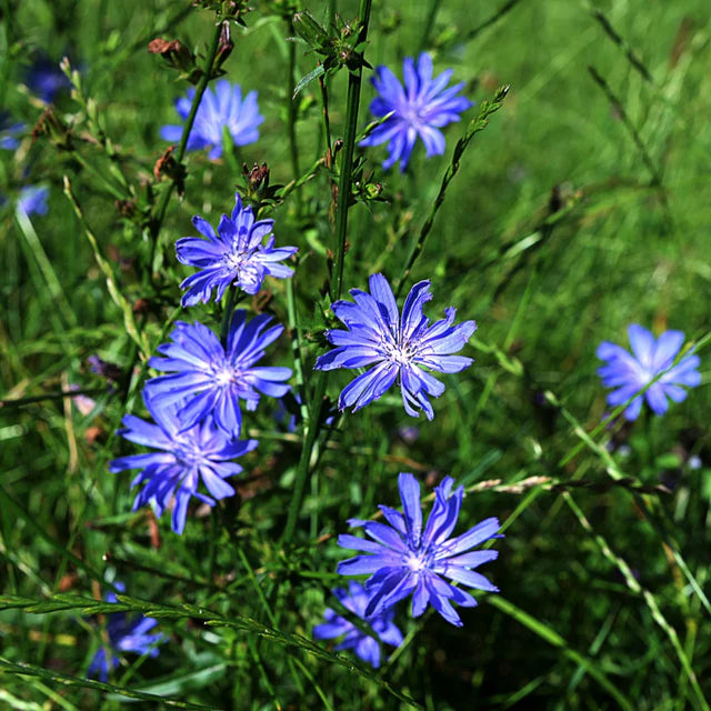 Chicory | Cichorium intybus
