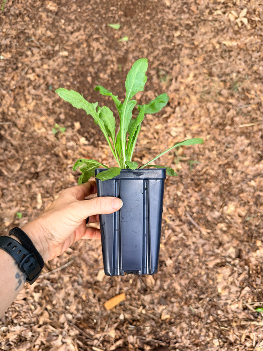 Chicory | Cichorium intybus