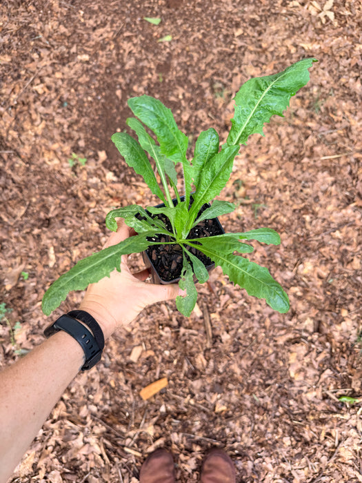 Chicory | Cichorium intybus