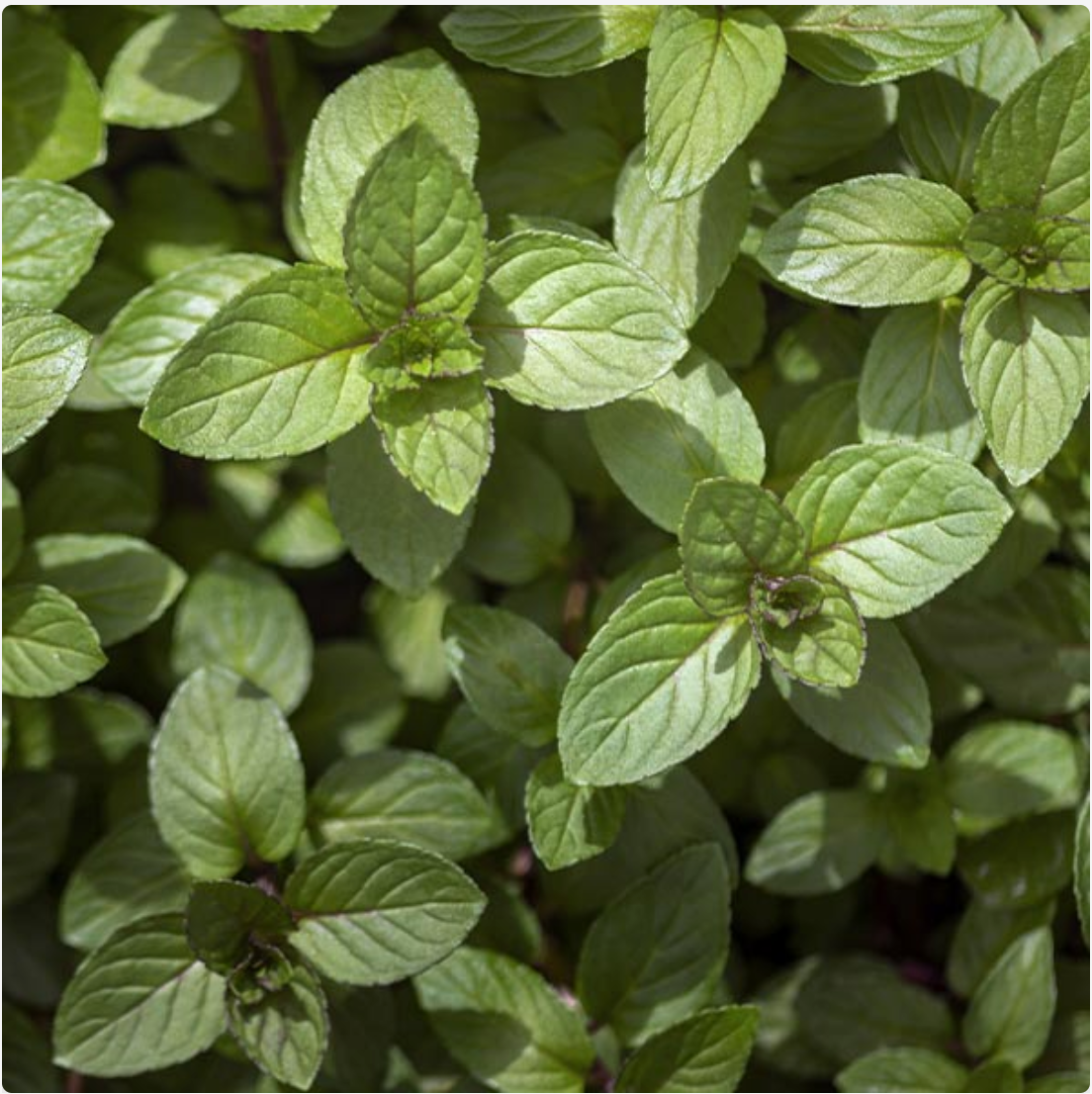 Chocolate Mint