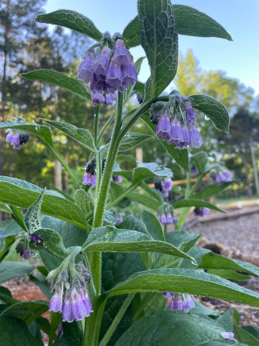 Comfrey - Bocking 14