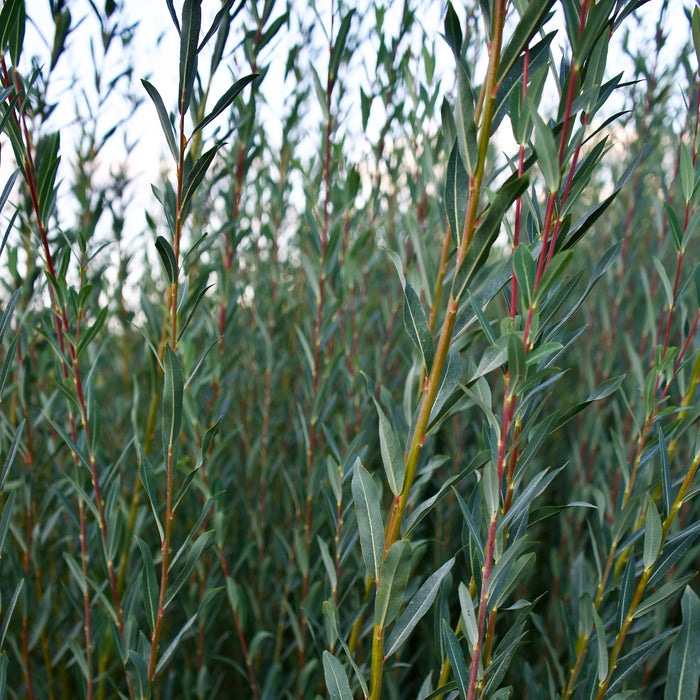 Dicky Meadows Basket Willow