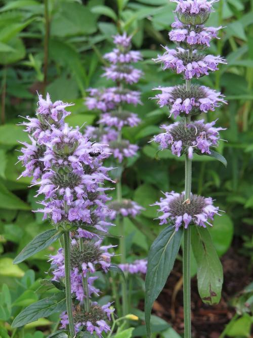 Downy Wood Mint | Blephilia ciliata