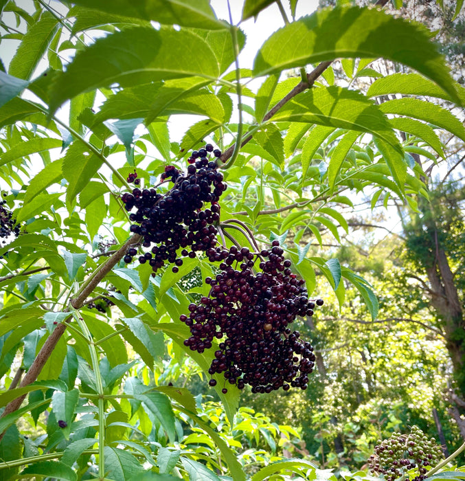 "Marge" European Elderberry