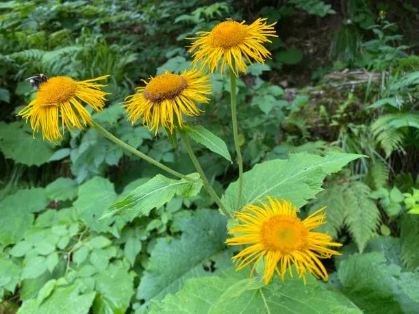 Elecampane | Inula helenium