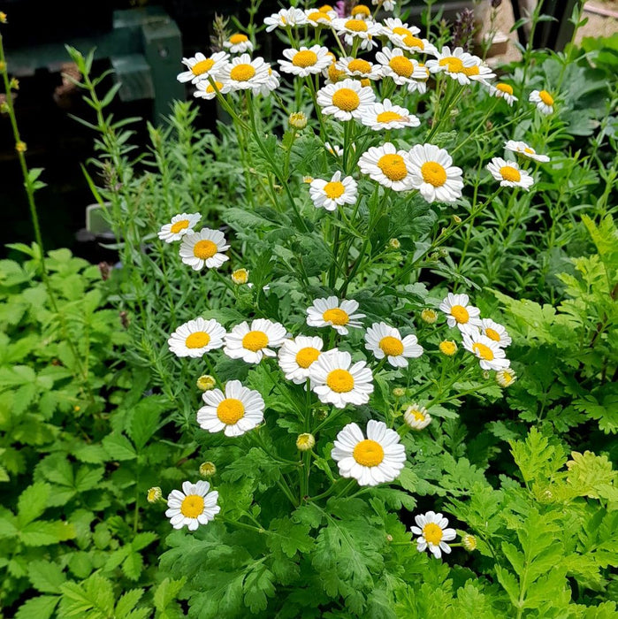 Feverfew | Tanacetum parthenium
