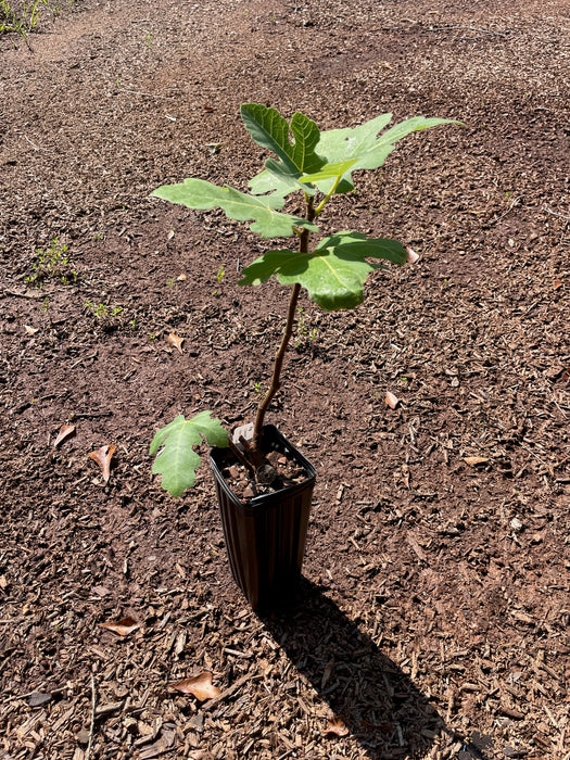 Celeste Fig
