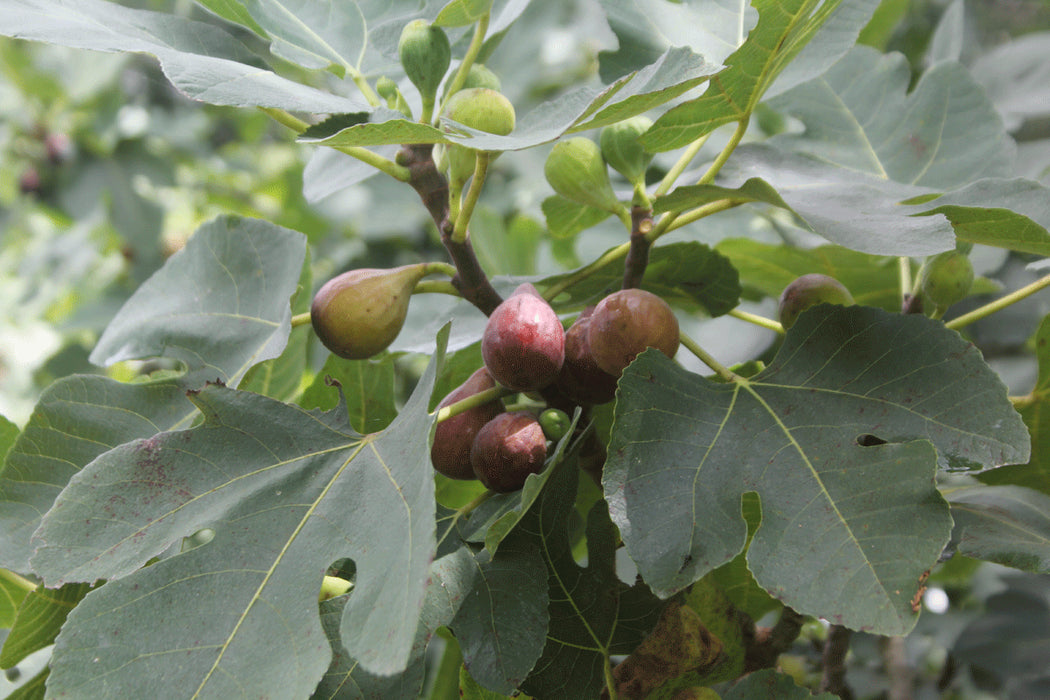 Celeste Fig