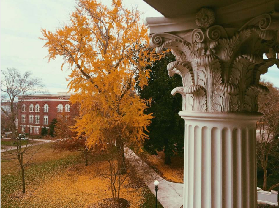 Maidenhair Tree, Ginkgo