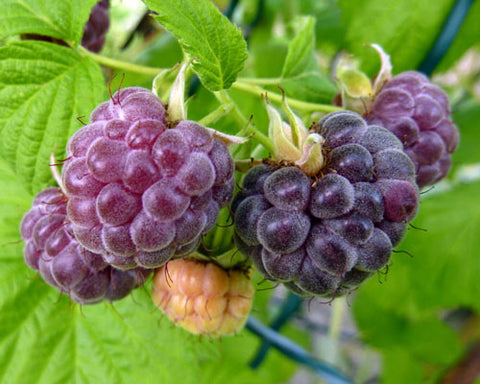 Glencoe Black Raspberry
