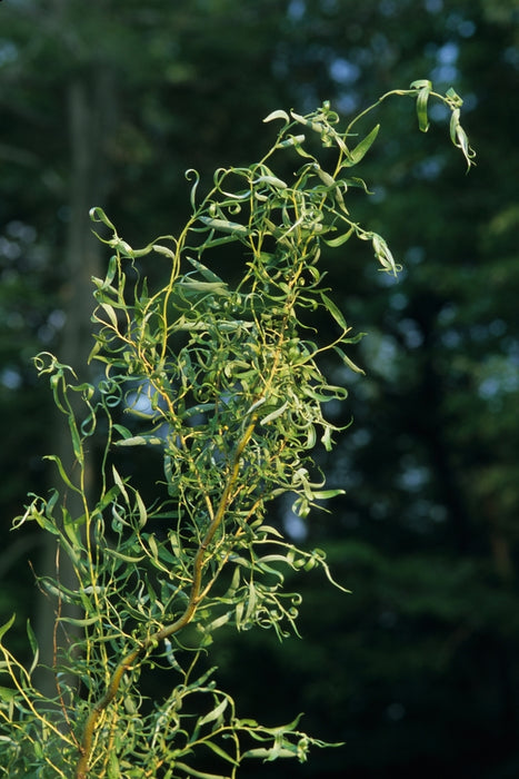 "Golden Curls" Corkscrew Willow