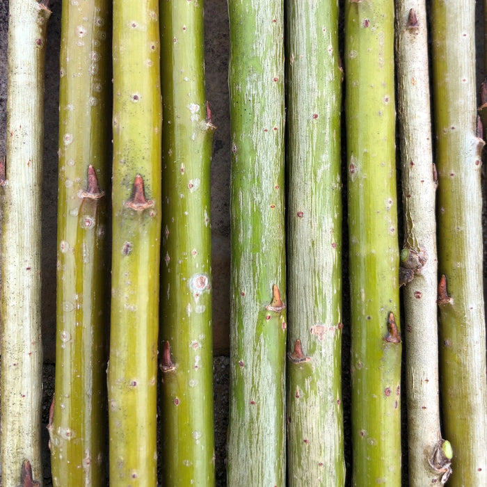Green Basket Willow