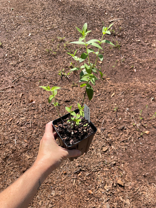 Hairy Mountain Mint | Pycnanthemum verticillatum