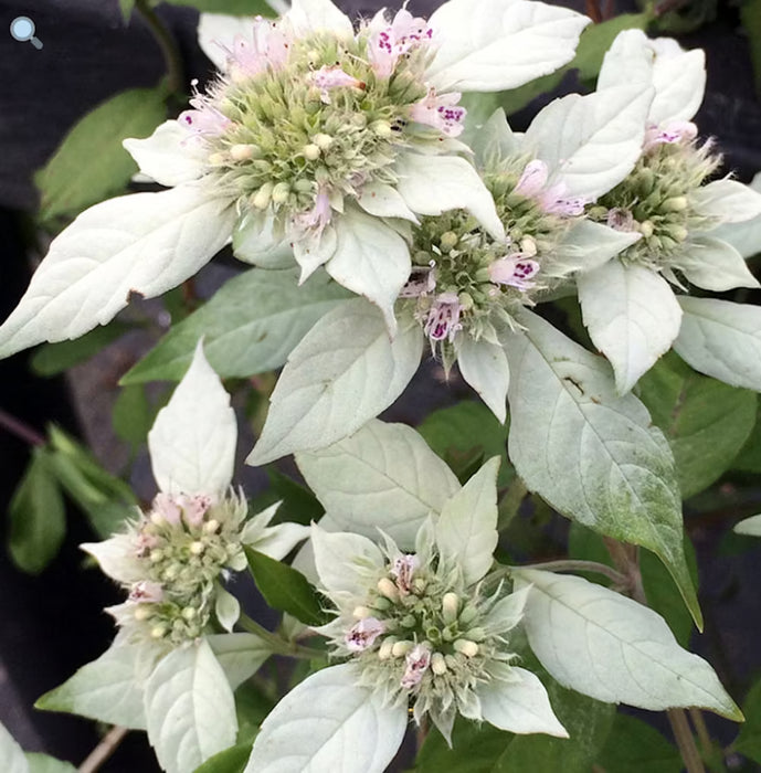 Hoary Mountain Mint | Pycnanthemum incanum