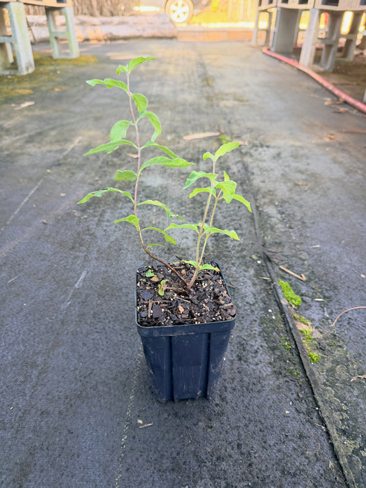 Hoary Mountain Mint | Pycnanthemum incanum