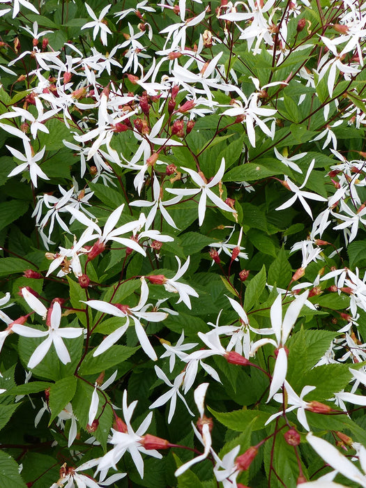 Indian Physic, Bowman's Root | Gillenia trifoliata