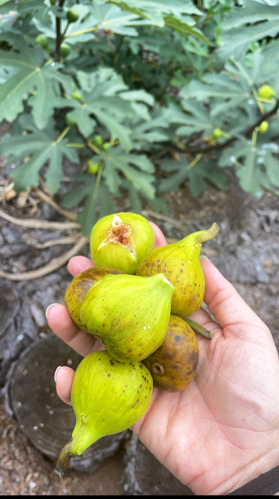 Italian Honey (Lattarulla) Fig