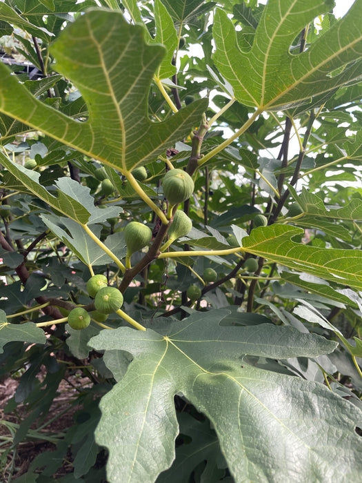 Italian Honey (Lattarulla) Fig