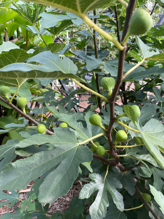 Italian Honey (Lattarulla) Fig