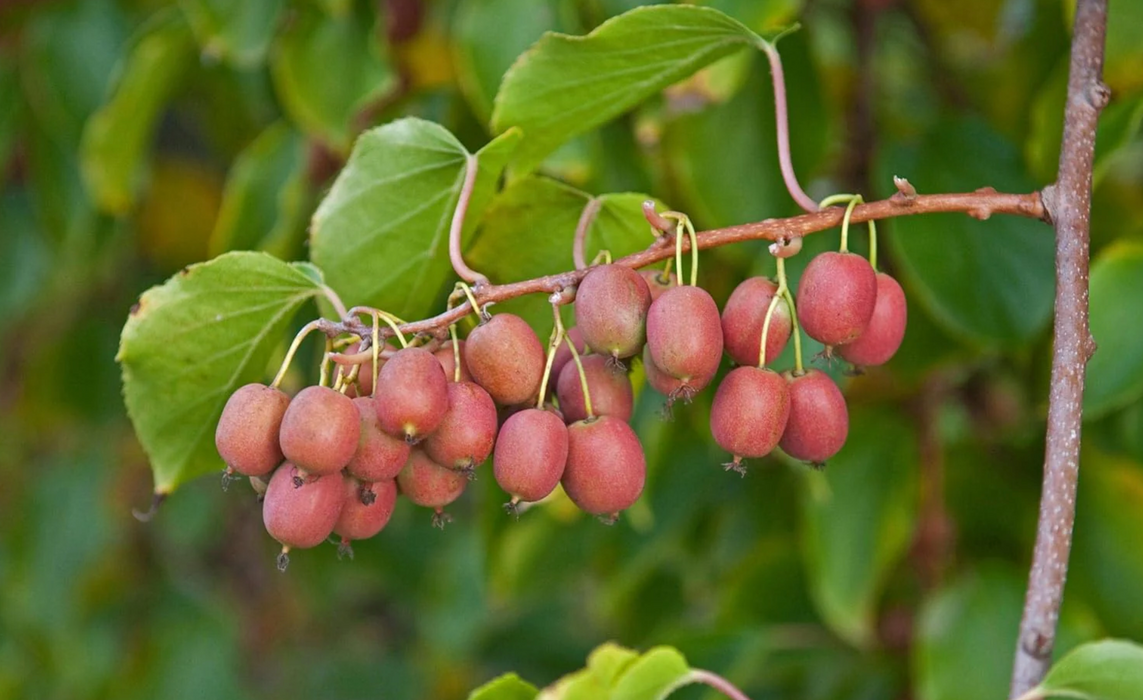 Ken's Red Hardy Kiwi