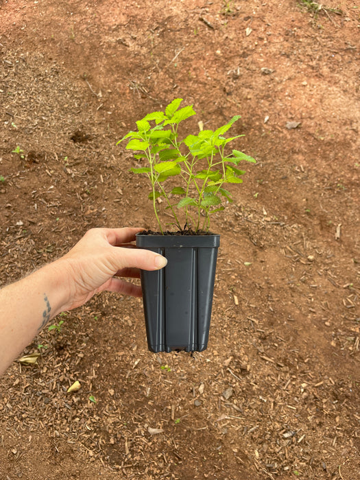 Lemon Balm | Melissa officinalis