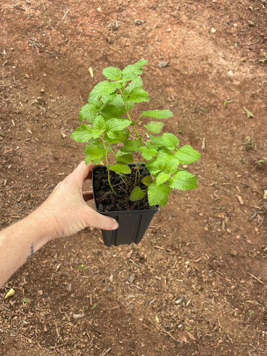 Lemon Balm | Melissa officinalis