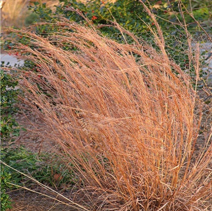 Little Bluestem