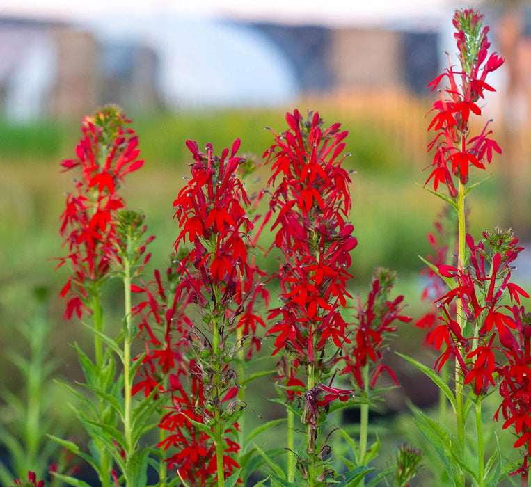 Cardinal Flower | Lobelia cardinalis