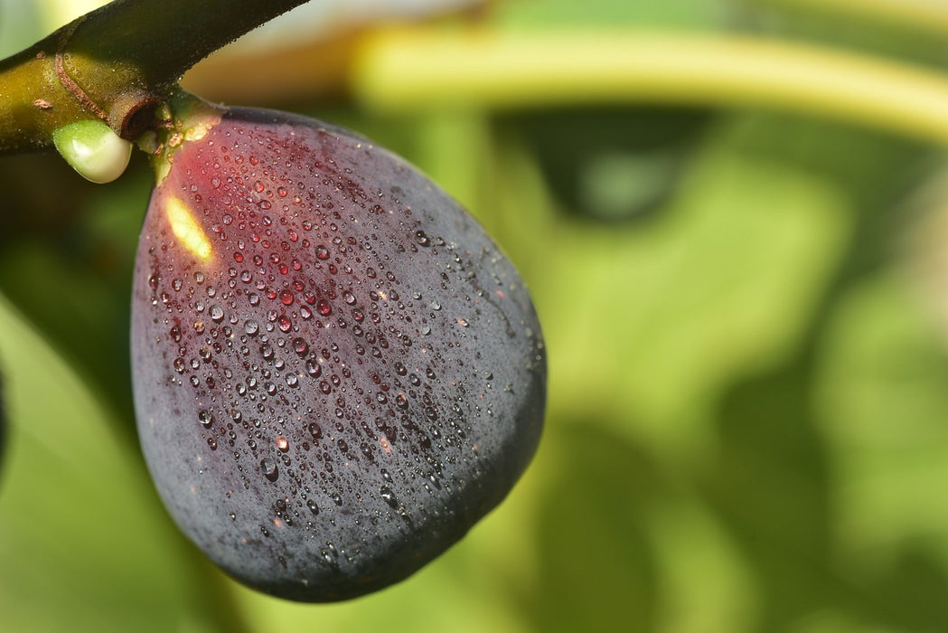 LSU Purple Fig