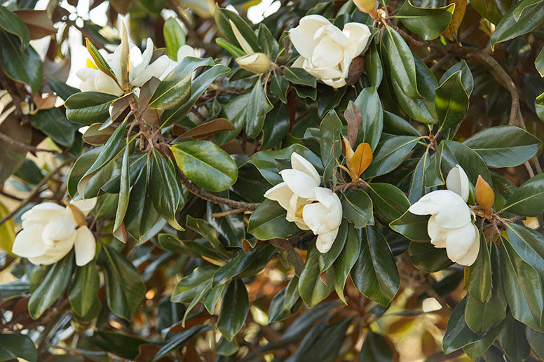 Southern Magnolia | Magnolia grandiflora